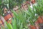 Balnarringplant-nursery-10.jpg; ?>