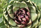 Balnarringplant-nursery-1.jpg; ?>