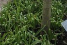Balnarringplant-nursery-23.jpg; ?>