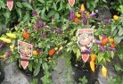 Balnarringplant-nursery-27.jpg; ?>